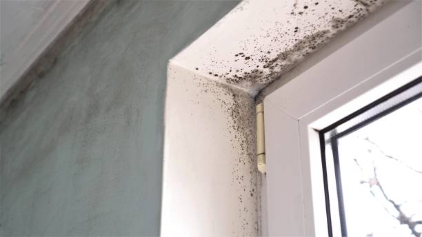 Best Attic Mold Remediation in El Granada, CA