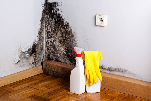 Best Emergency Mold Remediation in El Granada, CA