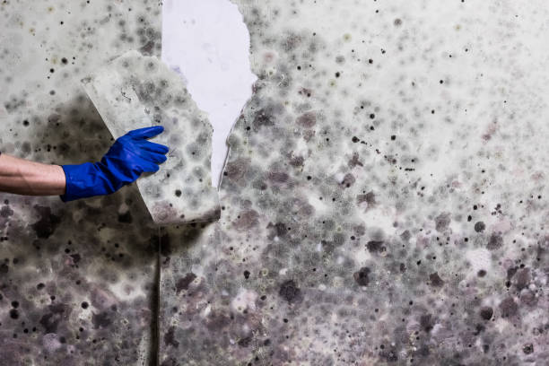 Best Post-Flood Mold Remediation in El Granada, CA
