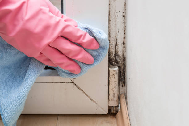 Best Preventive Mold Services in El Granada, CA