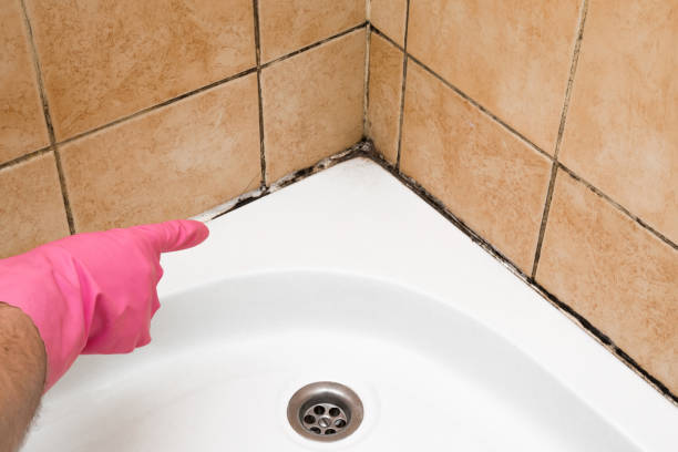 Best Mold Remediation for Schools in El Granada, CA